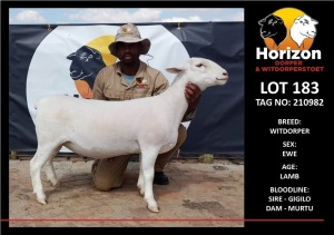 LOT 183 1X WITDORPER T5 OOI/EWE HORIZON WITDORPERS