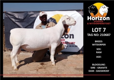 LOT 7 1X WITDORPER STUD RAM HORIZON WITDORPERS