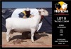 LOT 8 1X WITDORPER FLOCK RAM HORIZON WITDORPERS