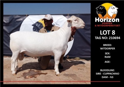 LOT 8 1X WITDORPER FLOCK RAM HORIZON WITDORPERS