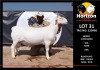 LOT 31 1X WITDORPER STUD RAM HORIZON WITDORPERS