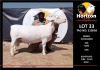 LOT 33 1X WITDORPER STUD RAM HORIZON WITDORPERS