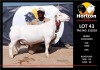 LOT 43 1X WITDORPER FLOCK RAM HORIZON WITDORPERS