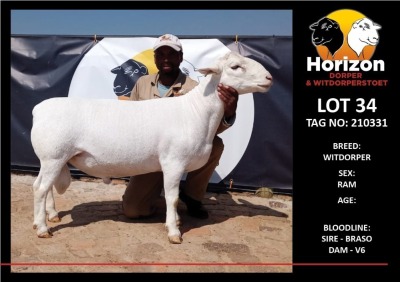 LOT 34 1X WITDORPER STUD RAM HORIZON WITDORPERS