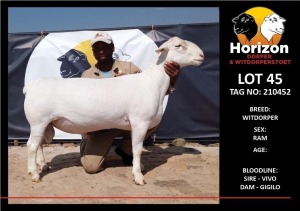 LOT 45 1X WITDORPER STUD RAM HORIZON WITDORPERS