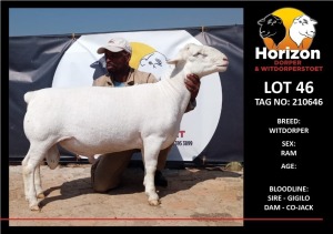 LOT 46 1X WITDORPER STUD RAM HORIZON WITDORPERS