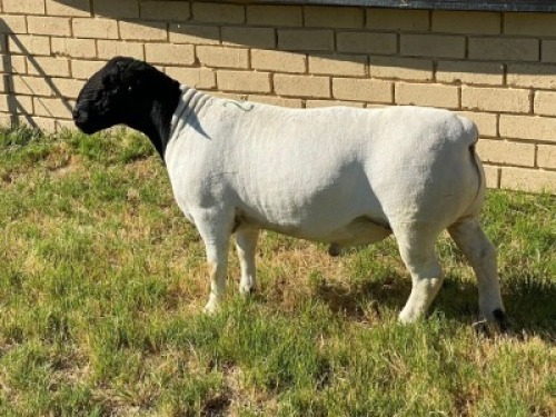 LOT 24 1X DORPER RAM Leroy Phillips TYPE 5