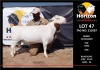 LOT 47 1X WITDORPER RAM HORIZON WITDORPERS