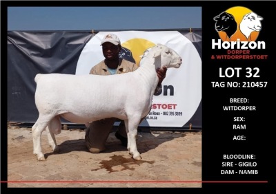 LOT 32 1X WITDORPER STUD RAM HORIZON WITDORPERS