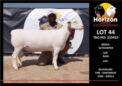 LOT 44 1X WITDORPER FLOCK RAM HORIZON WITDORPERS