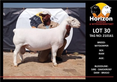 LOT 30 1X WITDORPER STUD RAM HORIZON WITDORPERS