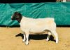 WITHDRAW -LOT 38 1X DORPER RAM KOWIE DE WITT DORPERS