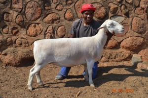 LOT 64 1X WIT DORPER FLOCK OOI/EWE PSALM 91.11 WITDORPERS