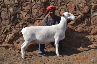 LOT 65 1X WIT DORPER FLOCK OOI/EWE PSALM 91.11 WITDORPERS