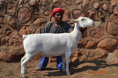 LOT 66 1X WIT DORPER FLOCK OOI/EWE PSALM 91.11 WITDORPERS