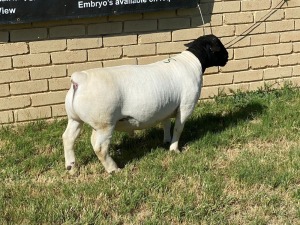 LOT 25 1X DORPER RAM Leroy Phillips TYPE 5