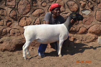 LOT 80 1X DORPER FLOCK OOI/EWE GRACE TRUST DORPERS