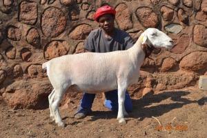 WITHDRAW -LOT 110 1X WIT DORPER OOI/EWE PSALM 91.11 WITDORPERS