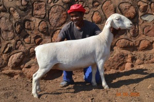 LOT 111 1X WIT DORPER FLOCK OOI/EWE PSALM 91.11 WITDORPERS