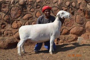 LOT 112 1X WIT DORPER FLOCK OOI/EWE PSALM 91.11 WITDORPERS