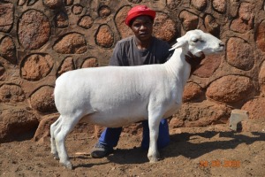 LOT 113 1X WIT DORPER STUD OOI/EWE PSALM 91.11 WITDORPERS