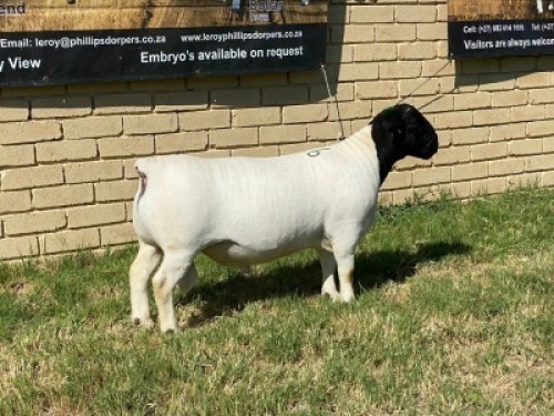 LOT 26 1X DORPER RAM Leroy Phillips TYPE 5