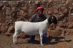 LOT 124 1X DORPER FLOCK OOI/EWE GRACE TRUST DORPERS