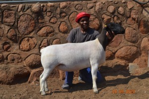 LOT 128 1X DORPER FLOCK OOI/EWE GRACE TRUST DORPERS