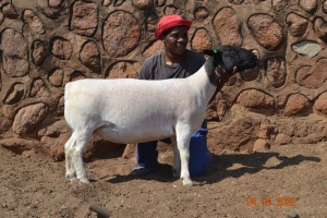 LOT 165 1X DORPER FLOCK OOI/EWE GRACE TRUST DORPERS