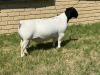 LOT 35 1X DORPER RAM Leroy Phillips TYPE 5