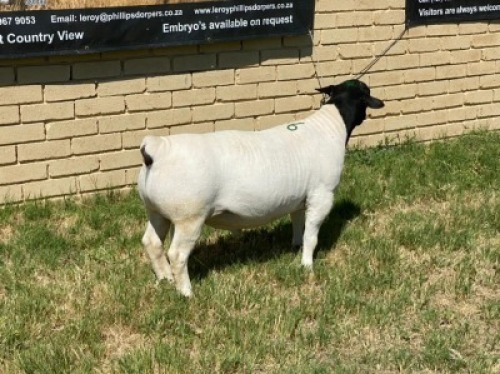 LOT 36 1X DORPER RAM Leroy Phillips TYPE 5