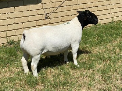 LOT 37 1X DORPER RAM Leroy Phillips TYPE 5