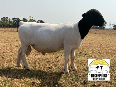 LOT 3 1X DORPER FLOCK RAM TIEGERPOORT DORPER STOET