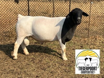 LOT 1 1X DORPER FLOCK RAM TIEGERPOORT DORPER STOET