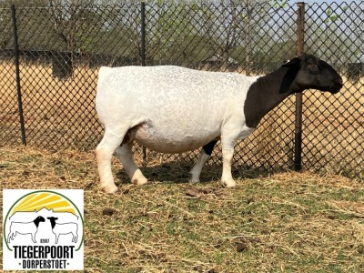 LOT 49 1X DORPER FLOCK OOI/EWE TIEGERPOORT DORPER STOET