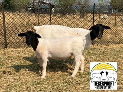 LOT 50 1+1X DORPER FLOCK OOI/EWE TIEGERPOORT DORPER STOET