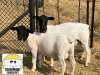 LOT 51 1+1X DORPER FLOCK OOI/EWE TIEGERPOORT DORPER STOET