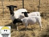 LOT 52 1+2X DORPER FLOCK OOI/EWE TIEGERPOORT DORPER STOET