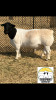 LOT 2 1X DORPER STUD RAM TIEGERPOORT DORPER STOET