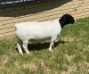 LOT 38 1X DORPER RAM Leroy Phillips TYPE 5