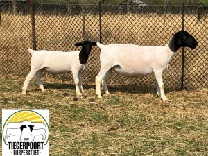 LOT 104 1X DORPER FLOCK OOI/EWE TIEGERPOORT DORPER STOET