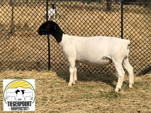 LOT 105 1X DORPER STUD OOI/EWE TIEGERPOORT DORPER STOET