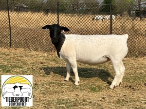 LOT 106 1X DORPER FLOCK OOI/EWE TIEGERPOORT DORPER STOET