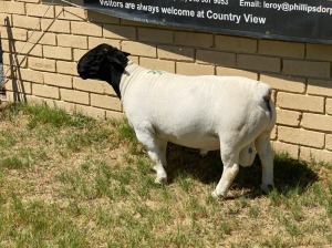 LOT 39 1X DORPER RAM Leroy Phillips TYPE 5