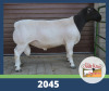 LOT 19 1X DORPER T5 RAM DE OUDE KRAAL DORPERS