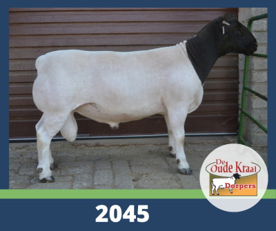 LOT 19 1X DORPER T5 RAM DE OUDE KRAAL DORPERS