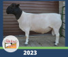 WITHDRAW -LOT 21 1X DORPER RAM DE OUDE KRAAL DORPERS