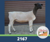 WITHDRAW -LOT 61 1X DORPER OOI/EWE DE OUDE KRAAL DORPERS