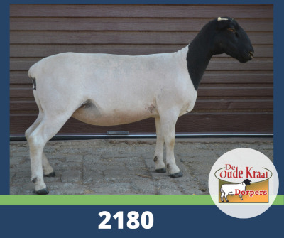 WITHDRAW -LOT 62 1X DORPER OOI/EWE DE OUDE KRAAL DORPERS