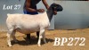 LOT 27 1X DORPER FLOCK RAM BAMADIE DORPERS